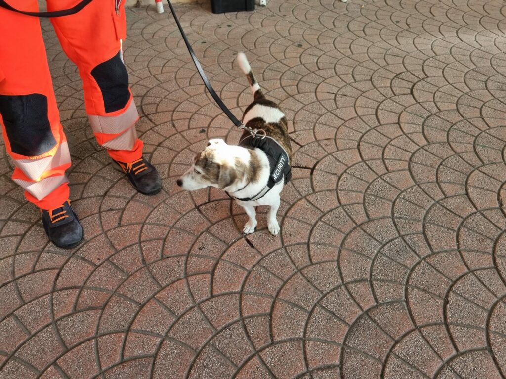 IMG-20241104-WA0040-1024x768 Incidente sulla SP Manfredonia-Zapponeta: soccorsi tempestivi e stori di fedeltà del cane Michi.